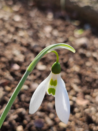 Galanthus elwesii ´KITE´